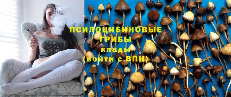 купить закладку  Апрелевка  Псилоцибиновые грибы MAGIC MUSHROOMS 